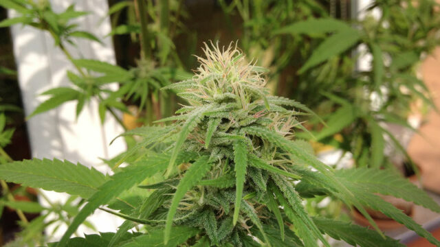 Cannabis on the balcony
