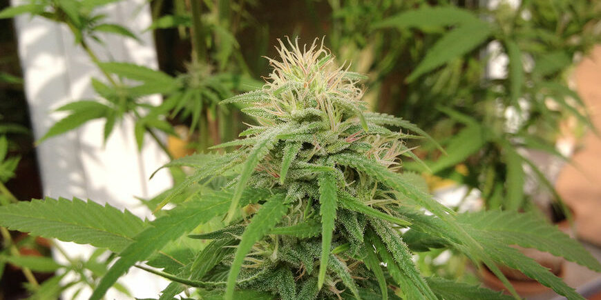 Cannabis on the balcony